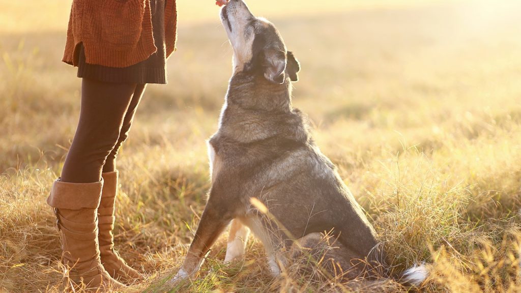 Pet’s Rewards Card Stratford Global Pet Foods